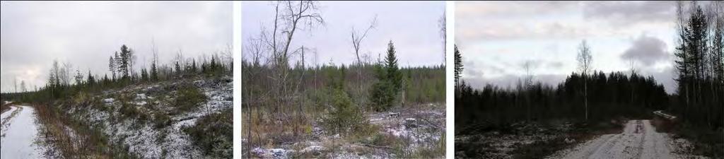 239 / 308 Kuva 109. Kuvat vasemmalta lukien: kangasmaaston hakkuualuetta, hakkuualuetta ja hankealueen läpi kulkeva metsäautotie. (kuvat: Kaija Maunula) 16.1.14 Korvilansuon hankealue Korvilansuon hankealue sijaitsee n.