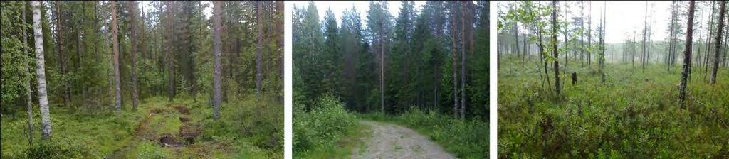 112. Kuvat vasemmalta lukien: kuivaa kangasta, metsäautotien päätelenkki ja näkymä