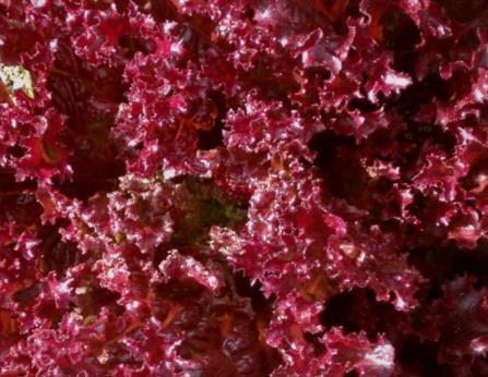 Salaatteja Lehtisalaatti (Lactuca sativa var. crispa) Kylvö 2 viikon välein, itämisaika 4-9 vrk.