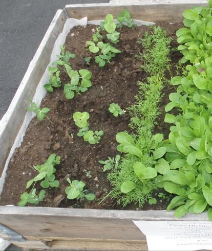 Herneitä Herne (Pisum sativum) Kylvö toukokuun lopussa 5 cm syvyyteen. Liota siemeniä 1 vrk ennen kylvöä.