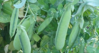 Lajikkeita: Norli salaattiherne (syödään litteinä palkoina.