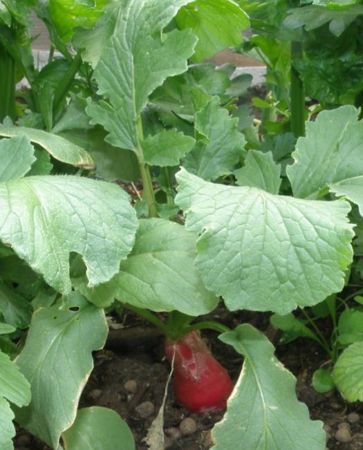 Retiisi Retiisi (Raphanus sativus var. sativus) Kylvö toukokuun alusta alkaen parin viikon välein 0,5-1 cm syvyyteen. Sato valmistuu 4 viikossa.