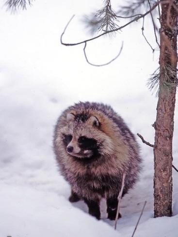 SUPIKOIRA supikoiran, niin a) sano: Oi, kun ihana! b) lähde pakoon. c) kiipeä puuhun. d) seiso hiljaa. Supikoira Supikoira on keskikokoinen (3 12 kg) koiraeläin.