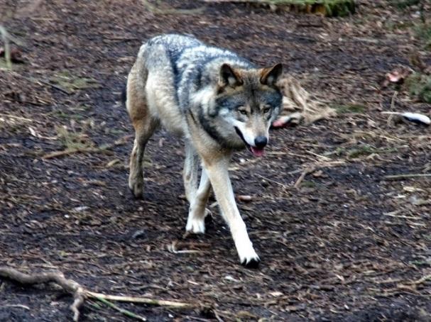 SUSI suden, niin a) huuda kovaa. b) älä liiku. c) tömistä jalkojasi. d) pyörry ja leiki kuollutta. Susi Susi on Suomen suurin koiraeläin. Se on lihansyöjä.