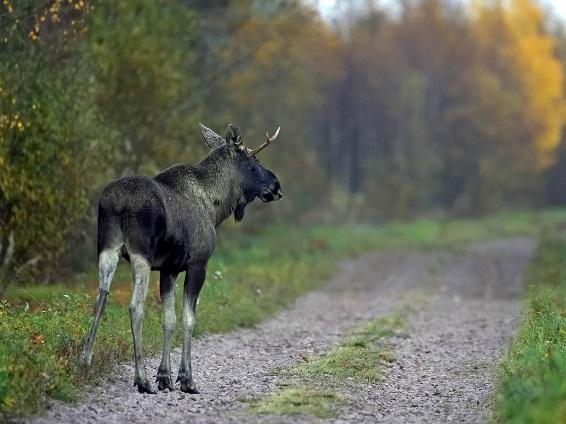 HIRVI hirven, niin a) juokse lujaa. b) huuda: Mene pois! c) pysy hiljaa.