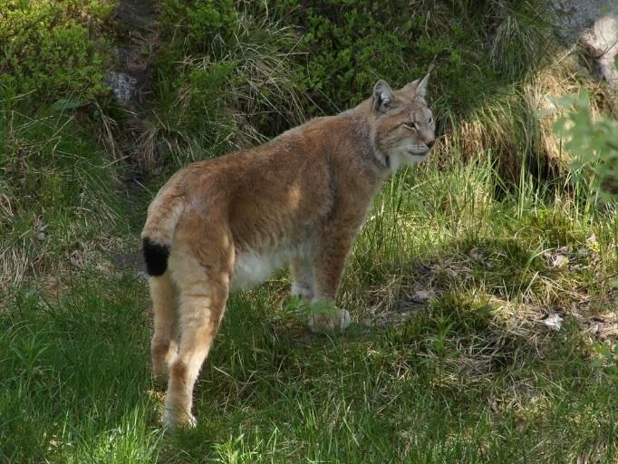 ILVES ilveksen, niin a) sano: Kis, kis! b) huuda kovaa. c) kiipeä puuhun. d) istu kannolle. Ilves Suomessa elää noin 2500 ilvestä.