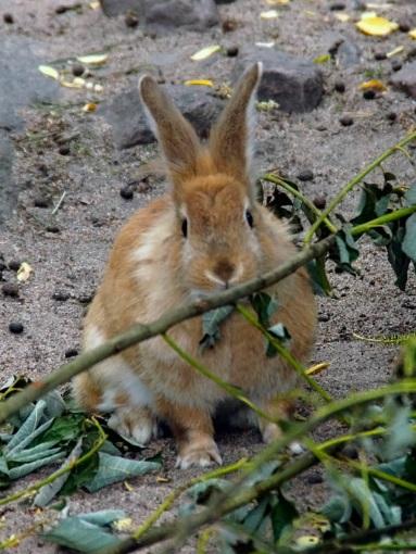 KANIINI kaniinin, niin a) sano Pupu, pupu, tule tänne! b) hypi tasajalkaa. c) kiipeä puuhun. d) istu kannolle. Kaniini Kaniini on kasvissyöjä.