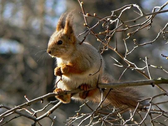 ORAVA oravan, niin a) juokse karkuun. b) huuda: Mene pois! c) pysy hiljaa. d) anna sille pähkinä. Orava Orava on keskikokoinen jyrsijä. Se elää kaikkialla Suomessa.