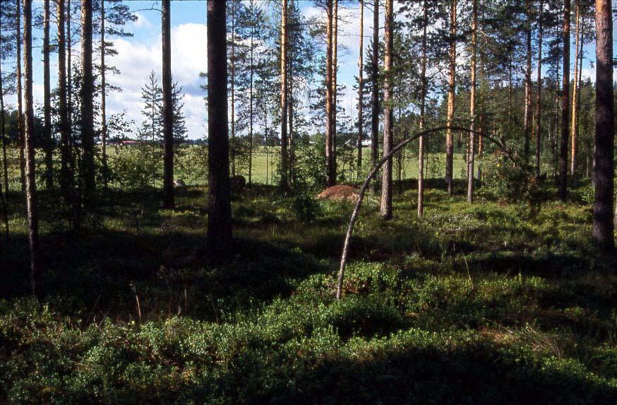 ympäristössä on tyypillisesti eriasteisia soistumia - lähinnä isovarpu- ja kangasrämeitä - paikoilla, joille peruskallio salpaa sadeveden maan pintaosiin.