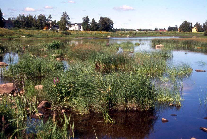 Kaava-alueen yläjuoksun niva-alue (kuva 3) on kokonaisuudessaan noin 500 metriä pitkä ja pinta-alaltaan noin 3,5 ha käsittävä koski- ja nivavirtaamainen matalan veden alue; inventointikesänä alueen