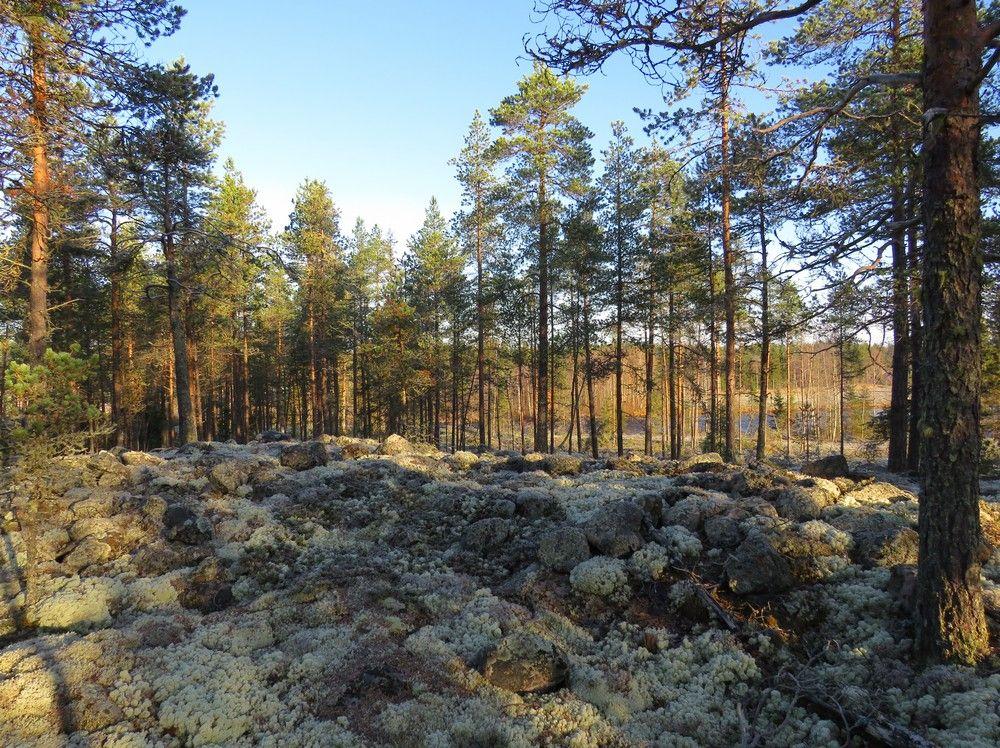 arkeologinen inventointi