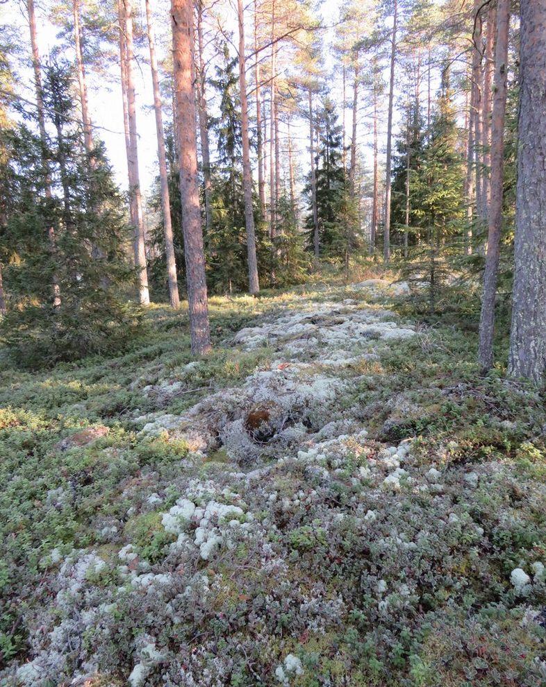 Röykkiö 2 (nk.