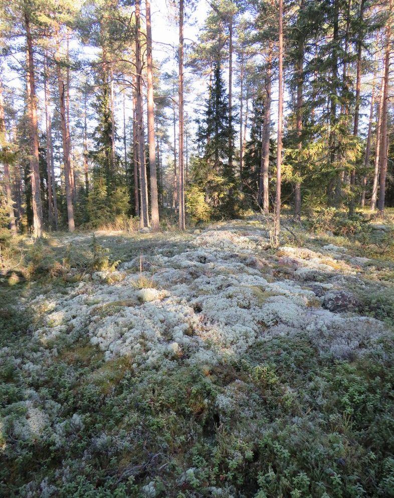 pohjoiseen.