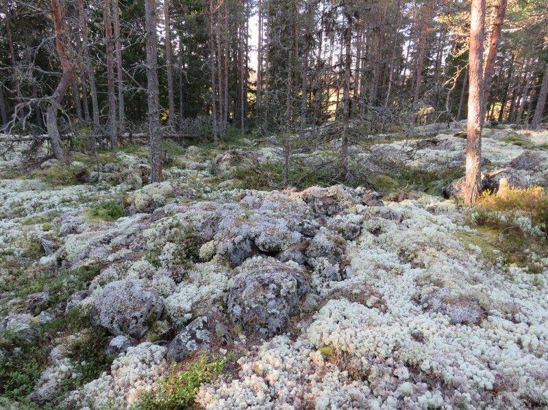 14 2. Savela Rekisteritiedot Paikkatiedot Mj-rekisteri TM35-lehtijako Q4242R Laji muinaisjäännös Vanha yleislehtijako 243205 Tyyppi kivirakenteet Koordinaatit ETRS-TM35FIN P 7143157 I 371350 P