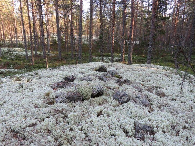 16 3. Savela 2 Rekisteritiedot Paikkatiedot Mj-rekisteri TM35-lehtijako Q4242R Laji muinaisjäännös Vanha yleislehtijako 243205 Tyyppi kivirakenteet Koordinaatit ETRS-TM35FIN P 7142877 Tyypin tarkenne