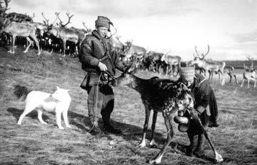 Helena Ruotsala Kuva 1: Poronlypsyä Enontekiön Pöyrisjärvellä 1940-luvun lopussa. Kuvassa ovat Niilan Inka, hänen kädessään on nappu ja Vilkunan Jussa. Valok. Antti Hämäläinen. no.