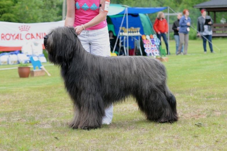 Forssa 15.7.2012 Alessandra Giuseppe, Italia 3½ years. Good type, size and coat. Strong and elegant, nice boned. Correct teeth and ears. Nice proportions in body. Solid topline. Good angulations.