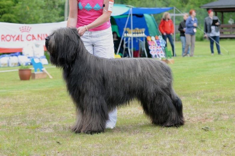 Forssa 15.7.2012 Alessandra Giuseppe, Italia 3½ years. Good type, size and coat. Strong and elegant, nice boned. Correct teeth and ears. Nice proportions in body. Solid topline. Good angulations.