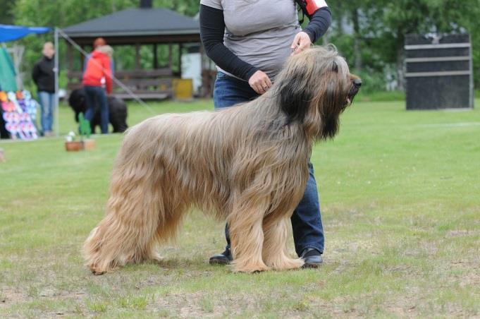 rear. NUO EH, NUK 1 Porvoo 9.9.2012 Sylvie Desserne Well balanced dog. Good proportion head to body. Nice strong muzzle with correct stop. Nice neck and shoulder. Lovely lan angulation.