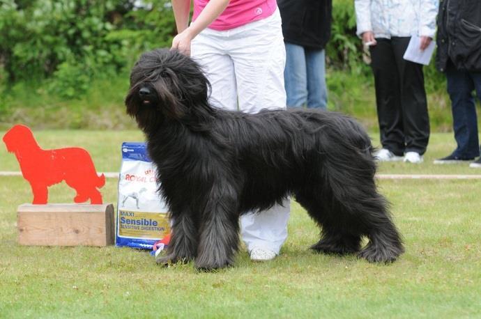 irtonaiset kaksoiskannukset. Karvapeite ei parhaassa kunnossa. AVO EH, AVK 1 Kiiminki Erikoisnäyttely 30.6.2012 Jenny Snelling, GB Suhtautuminen tuomariin: 2 3 year black.