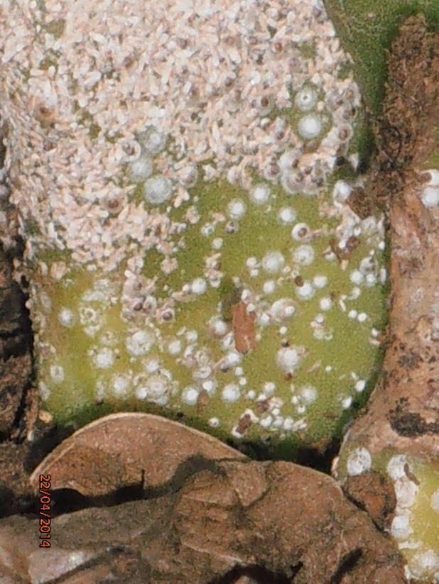 kiiltopensaassa Aucuba japonica. Kuva 2.