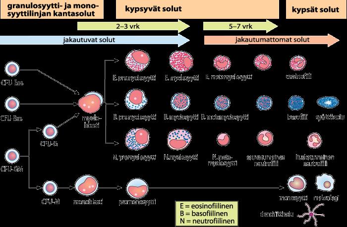 13 (59) 3.2 Granulopoieesi Granulopoieesi eli granulosyyttien muodostuminen (kuva 4) alkaa myelooisesta erikoistuneesta kantasolusta.