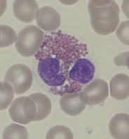 Kooltaan basofiili on hieman neutrofiilia suurempi, 14 16 µm. (Gargani 2012, 39; Leclair 2002a, 129; Siitonen ja Koistinen 2015a; Stiene-Martin 2012a, 143.