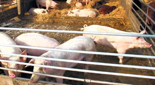 Lisätietoja ja ilmoittautuminen: Saila Hongisto 0400 497 56 tai Merja Ilomäki 040 5707 900. Hankkeessa tulossa myös mm.: Pellonpiennartilaisuuksia öljykasveista ja valkuaiskasveista.