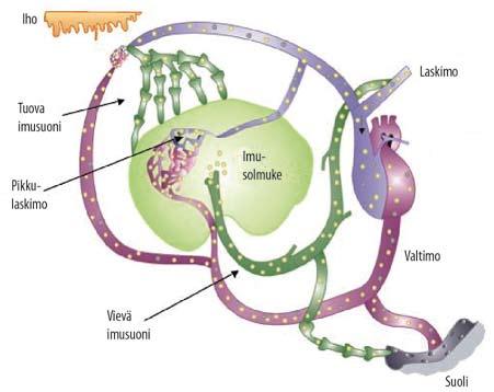 Kuva 1. Lymfosyyttien kiertokulku elimistössä. Antigeenia esittelevät dendriittisolut ja pieni osa lymfosyyteistä tulevat imusolmukkeisiin tuovia imuteitä pitkin.