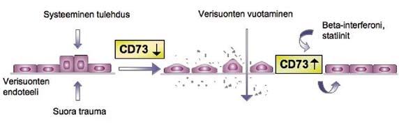 ÄYRÄPÄÄN LUENTO 2008 Beeta-interferoni, statiinit Kuva 4. Kaavio beetainterferonin ja statiininen CD73-välitteisestä vaikutusmekanismista verisuonivaurion korjausprosessissa.