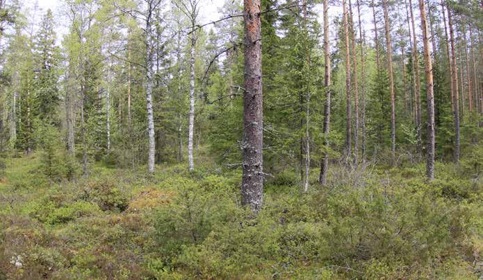 Kenttäkerroksen valtalajeina kasvavat puolukka, mustikka ja kanerva. Metsätähti, kevätpiippo, metsälauha, oravanmarja, nuokkutalvikki, juolukka ja suopursu esiintyvät myös.