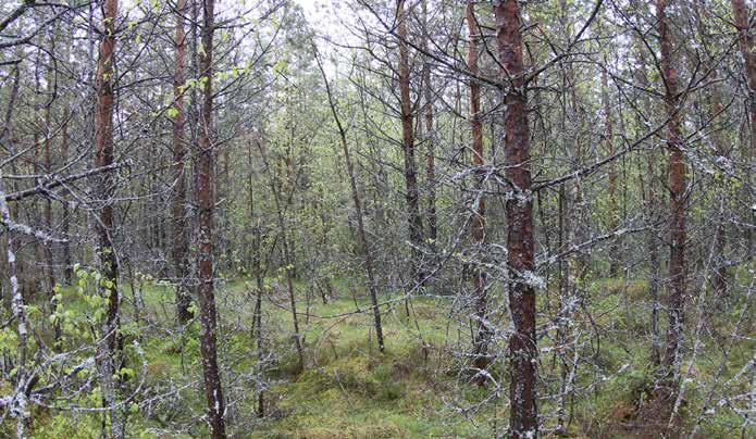 Kenttäkerroksen valtalajeina kasvavat kanerva ja puolukka.