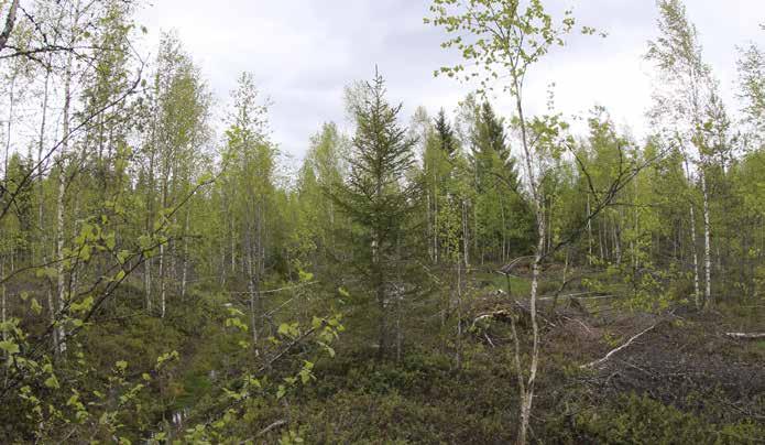 Kenttäkerroksen valtalajeina kasvavat puolukka, mustikka ja kanerva sekä lievän soistumisen osoituksena juolukka ja suopursu.