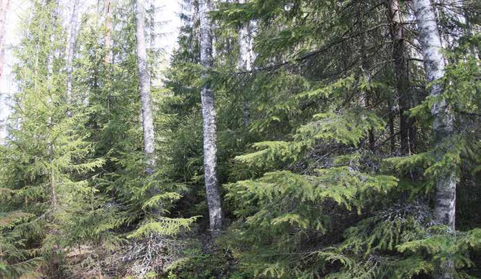 Kenttäkerroksen valtalajeina kasvavat puolukka, mustikka ja kanerva ja metsälauha. Kevätpiippo, oravanmarja, metsätähti, kangasmaitikka, rätvänä, viitakastikka ovat tavanomaisia lajeja.