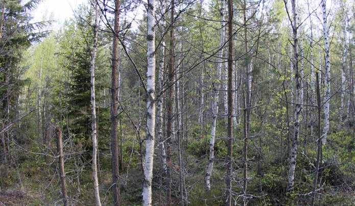 Pensaskerroksessa kasvaa katajia ja virpapajuja sekä lehti- ja havupuiden taimia. Kenttäkerroksessa vallitsevina kasvavat mustikka ja puolukka.