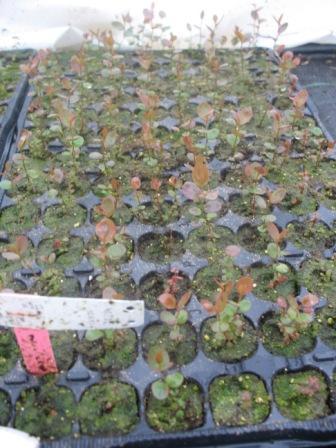 Pensasmustikan mikroplugien juurtuminen, kasvu ja talvehtiminen taimistolla Viikkojen 17 ja 24 toimituserät alkukasvatettiin taimistolla kasvihuoneen