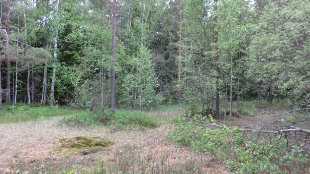 T201711 8 Kuvat 11 ja 12. Selvitysalueen reunaan sijoittuu ojittamaton suo, jossa havaittiin indikaattorilajeja mm. luhtavilla. Kalliokedot (4 kpl).