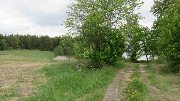 T201711 4 Kuvat 3 ja 4. Yllä on näkymä kaakkoon (vas.) ja etelään (oik.) avautuvista rantavyöhykkeistä. Kuvien puustojen ja pensaiden suojissa on lepakoiden elinympäristölle keskeisiä ruokailualueita.