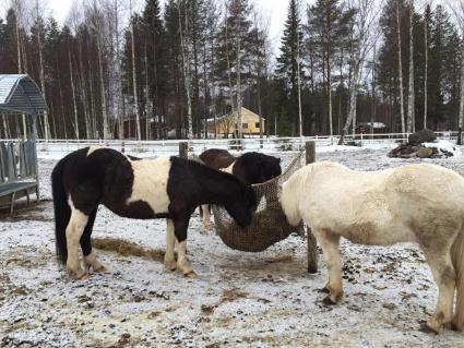 Pitopaikka Hevoset ovat paljon tyytyväisempiä, kun saavat