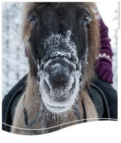 -tiedonvälityshanke