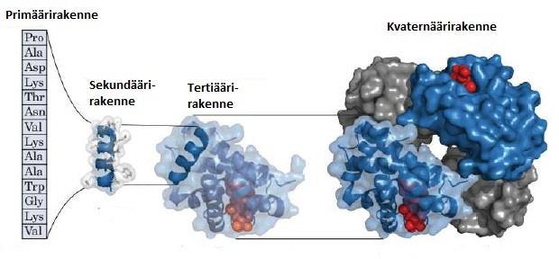 11 KUVA 3. Proteiinien rakenteet (Rashid, M.A., Khatib, F., Sattar, A. 2015, muokattu). Proteiinin lopullinen muoto määräytyy aminohapposekvenssin mukaan.