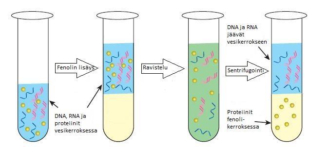 13 DNA:sta. DNA:n puhdistuksessa käytetään vaarallista ja syövyttävää fenolia, joka denaturoi proteiinit (kuva 4). Kun fenolia lisätään veteen, muodostuu kaksi erillistä faasia.