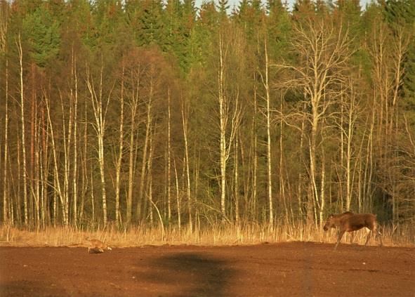 Suden paluu ja hirvikannan verotus Talvella susilauma tappaa hirven keskimäärin 6,5 päivän, kesällä 3,5 päivän välein (Suomi, Ruotsissa tahti kaksi kertaa