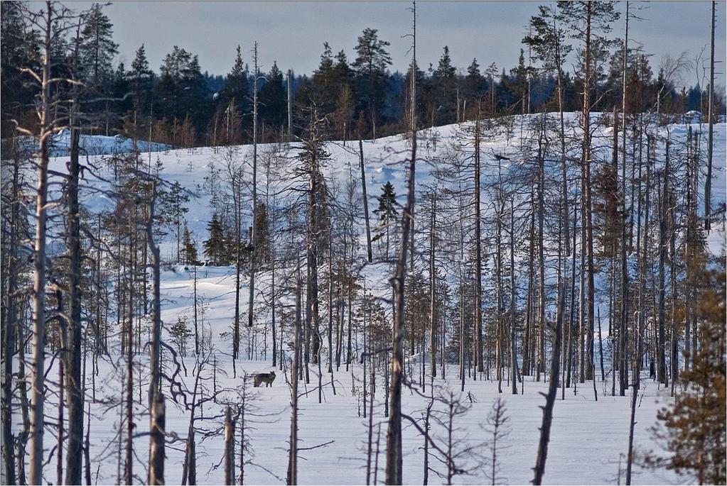 KIITOS KIITOS