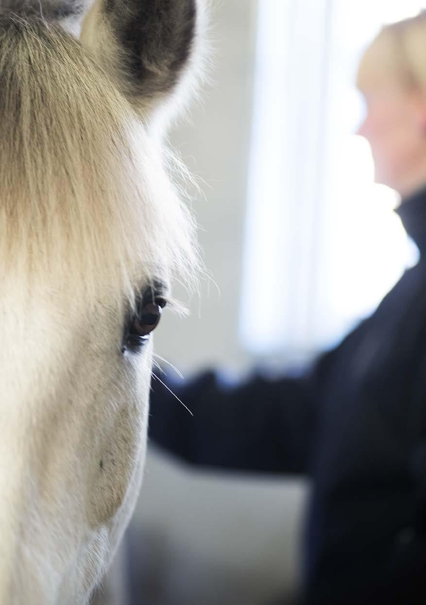 huomioidaan yksilöllisesti. Hevosen perustarpeet, säännöllinen hoito ja ruokinta, asianmukainen pitopaikka sekä ulkoilu ja liikunta ovat kunnossa.