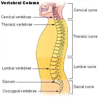 10 Kuvio 1 Selkäranka (Vertebral Column 2006) Kaularanka koostuu seitsemästä kaulanikamasta (Kuvio 2).