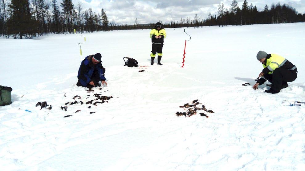 Kuva 1. Pilkkireissulla (Niina Mattila) Vuodenkierron vaiheet ja niiden vaikutukset luontoon koettiin tunnistetavan hyvin tai todella hyvin.