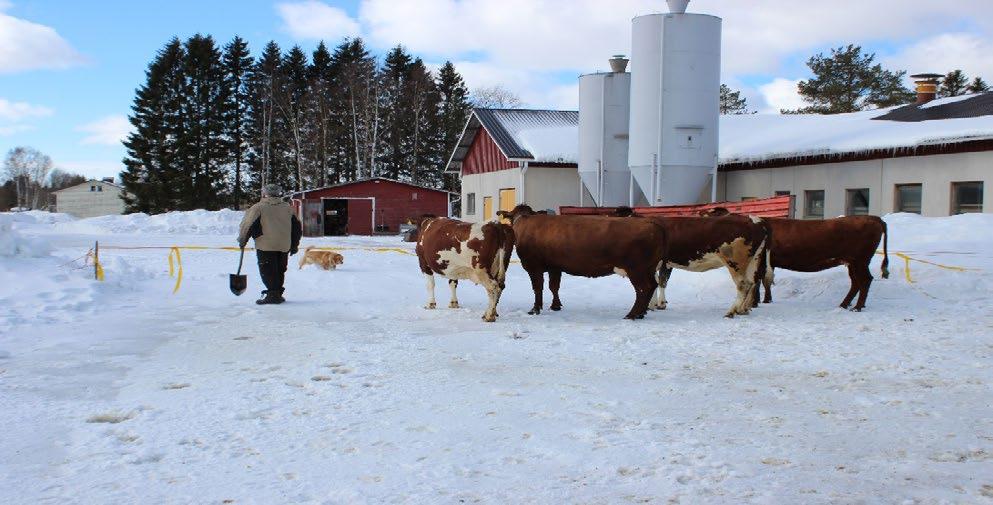 Kuva 3. Lehmien talviulkoilutusta (Laura Niskala) Osallistujat ovat saaneet kokemuksia osallisuudesta, heidän kuntoutuksensa on edennyt ja toimintakyky vahvistunut.