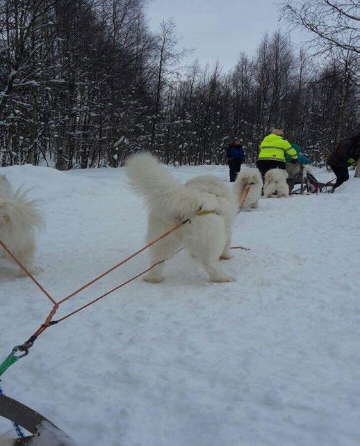 Luonnosta voimaa -ryhmää on ohjattu parityöskentelynä, jolloin ohjaajien osaamiset täydentävät toisiaan.