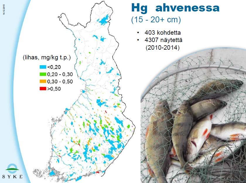 Elohopea: ympäristöviranomaiset seuraavat Ks. myös: http://paikkatieto.ymparisto.fi/vesikarttaviewers/html5viewer_2_5_2/index.html?configbase=http://paikkatieto.